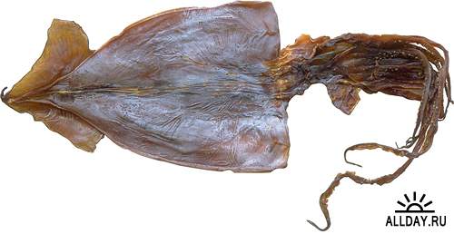 Фотосток: Кальмары живые и сушеные