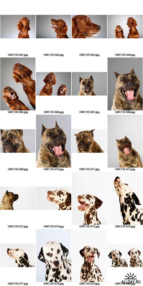 Glow Images | GWC105 | Dog Emotions