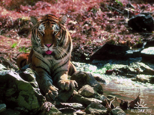 Широкоформатные обои с изображением тигров