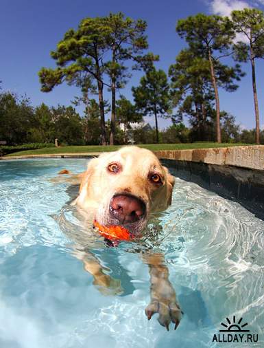Фотограф Seth Casteel - Underwater Dogs