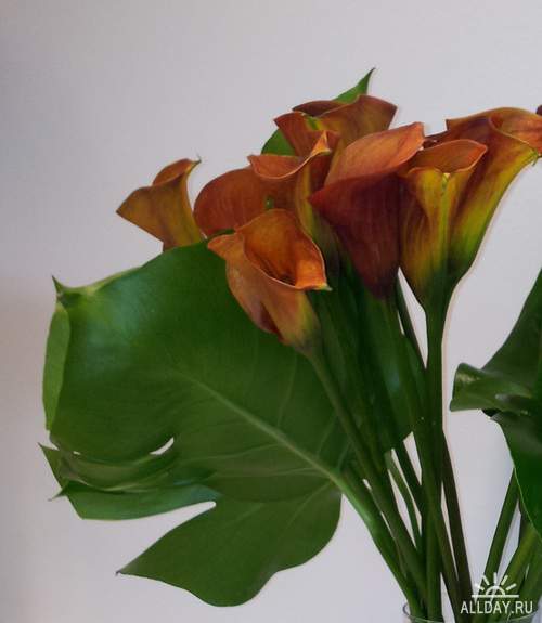 Flowers - Cannes, callas lilies and Zantedeschia 2 | Цветы - каны, каллы и зантедеския 2