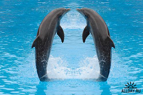 Дельфины - Dolphin
