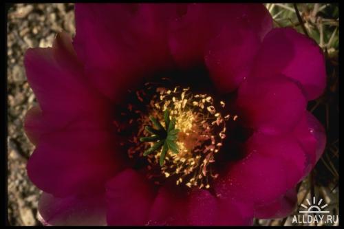 Corel Photo Libraries - COR-051 Cactus Flowers