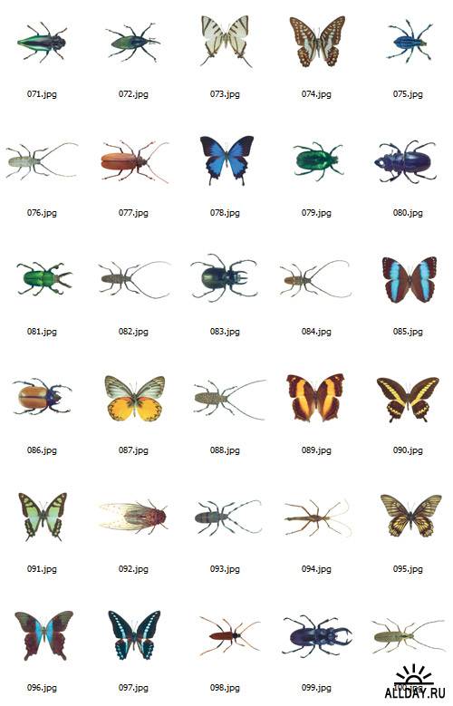Butterflies And Beetles