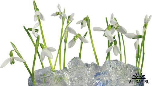 Flowers - snowdrops and primroses 3 | Цветы - подснежники и первоцветы 3 - Набор элементов для коллажей
