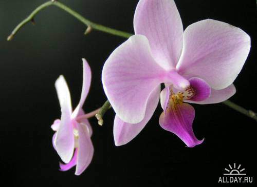 Pink orchids | Розовые орхидеи