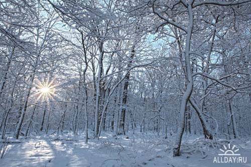 Trees covered with snow | Покрытые снегом деревья