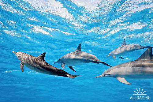 Дельфины - Dolphin