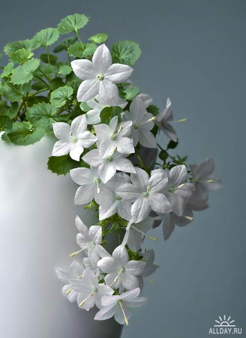 Весенние цветы 7 - Растровый клипарт | Spring Flowers 7 - UHQ Stock Photo