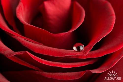 Flowers: Red and burgundy roses 4 | Цветы - красные и бордовые розы 4