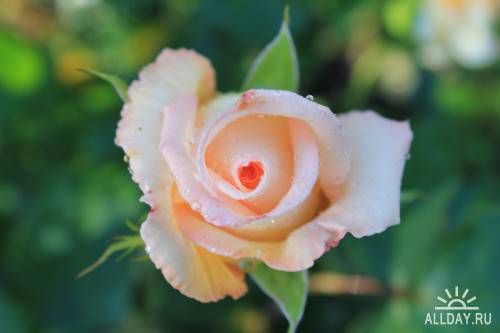 Фотосток – Розы после дождя
