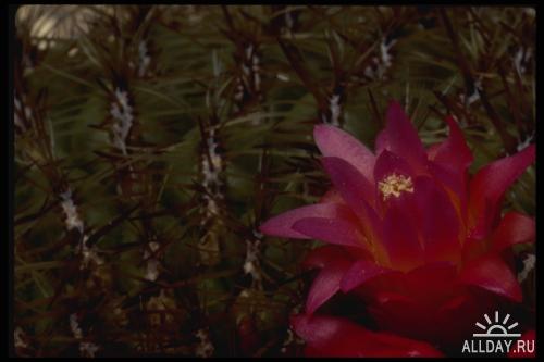 Corel Photo Libraries - COR-051 Cactus Flowers