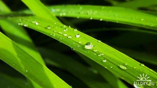 Drops water, rain and dew on leaves and flowers 3 | Капли воды, дождя и росы на листьях и цветах 3