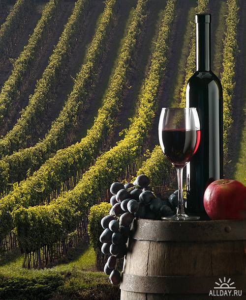 Виноградники и виноделие