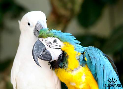 Обои с попугаями Аро для рабочего стола