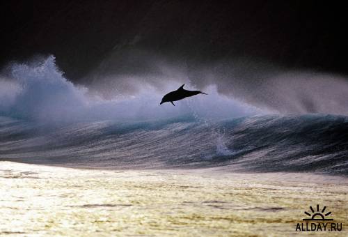 Дельфины - Фотограф Greg Huglin