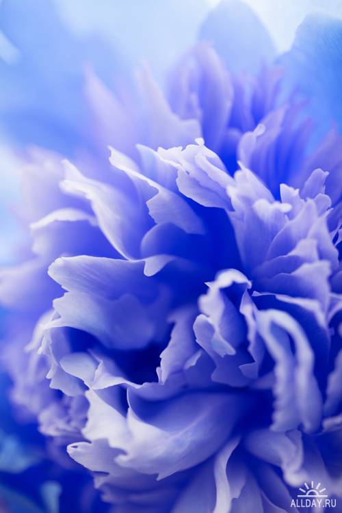 Цветочные фоны - растровый клипарт | Flower backgrounds - UHQ Stock Photo