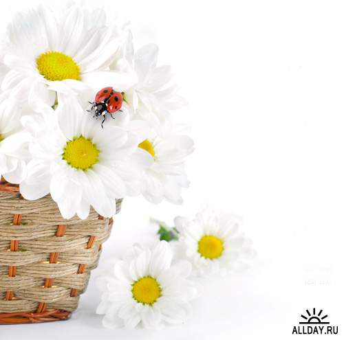 Весенние цветы 7 - Растровый клипарт | Spring Flowers 7 - UHQ Stock Photo