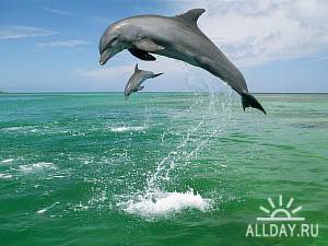 Танцы дельфинов