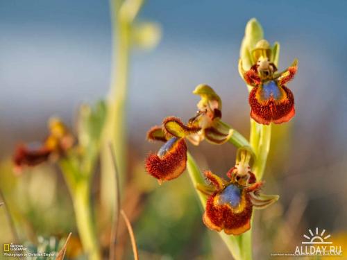 Фото обои с орхидеями от National Geographic