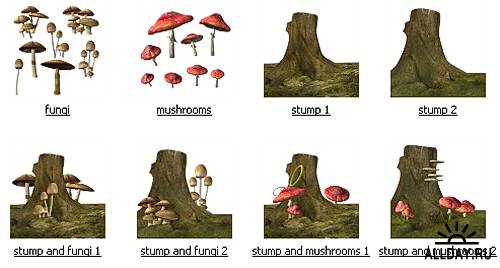 Stump and fungi / Пень и грибы