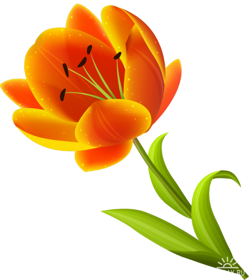 Beautiful Tulips Прекрасные тюльпаны