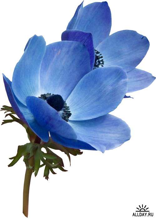Эти синие цветы - клипарт PNG