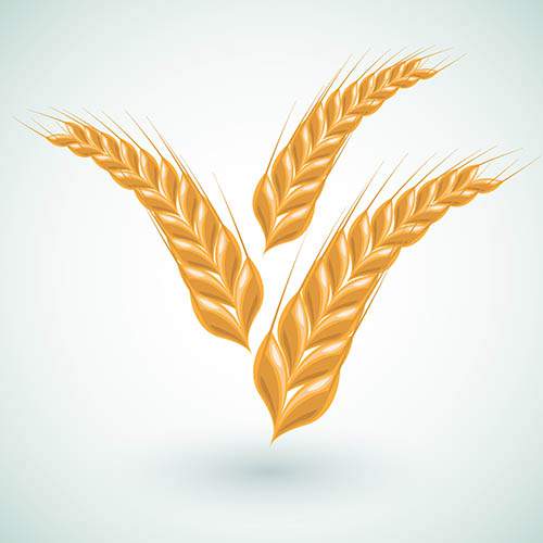 Векторный клипарт - Пшеничные колосья