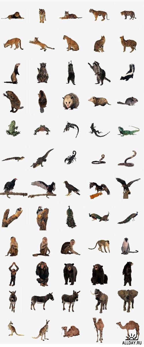 Animals  (OS21)