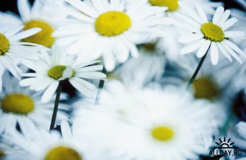 Image Source - Flowers