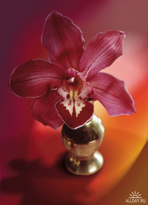 Orhids # 2 \ Орхидеи # 2