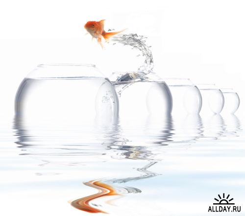 Stock photo: Jumping goldfishes