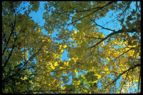 Corel Photo Libraries - COR-009 Trees & Leaves