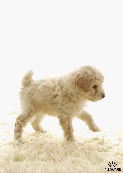 Фотосток – Причудливый щенок