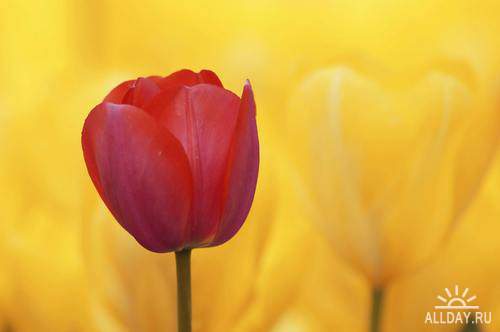 Flowers - tulips 4 | Цветы - тюльпаны 4