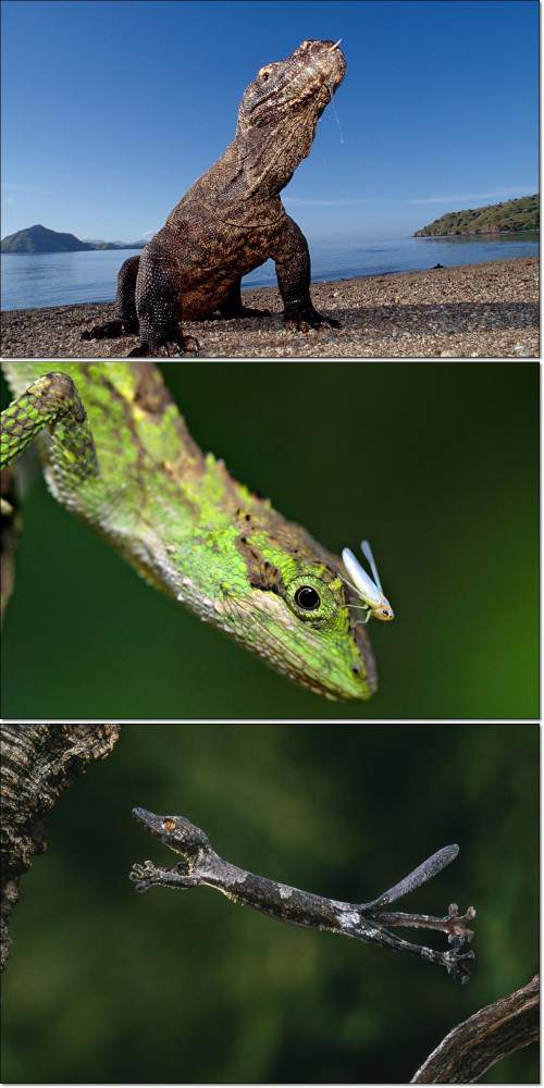 Удивительные животные - рептилии и лягушки