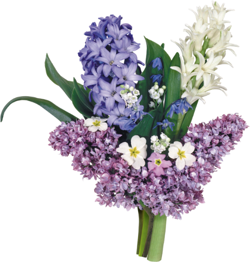Hyacinth Гиацинт Нежнейший аромат