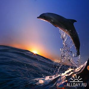 Танцы дельфинов