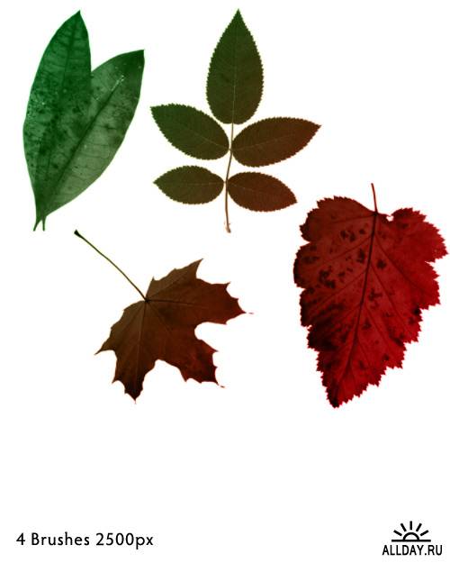 3 набора кистей листьев / Leaf Brushes