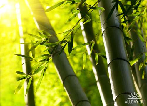 Коллекция красивых бамбуковых зарослей | Collection of beautiful bamboo thickets
