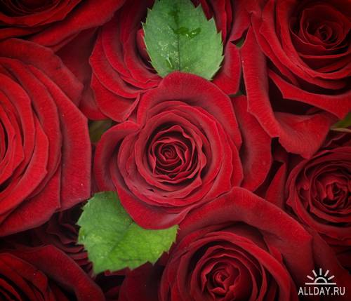 Красные розы | Red Roses - UHQ Stock Photo