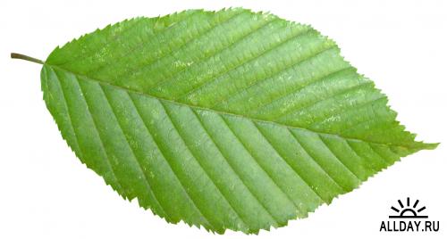 Листья на белом фоне - Green Leaf Cutout
