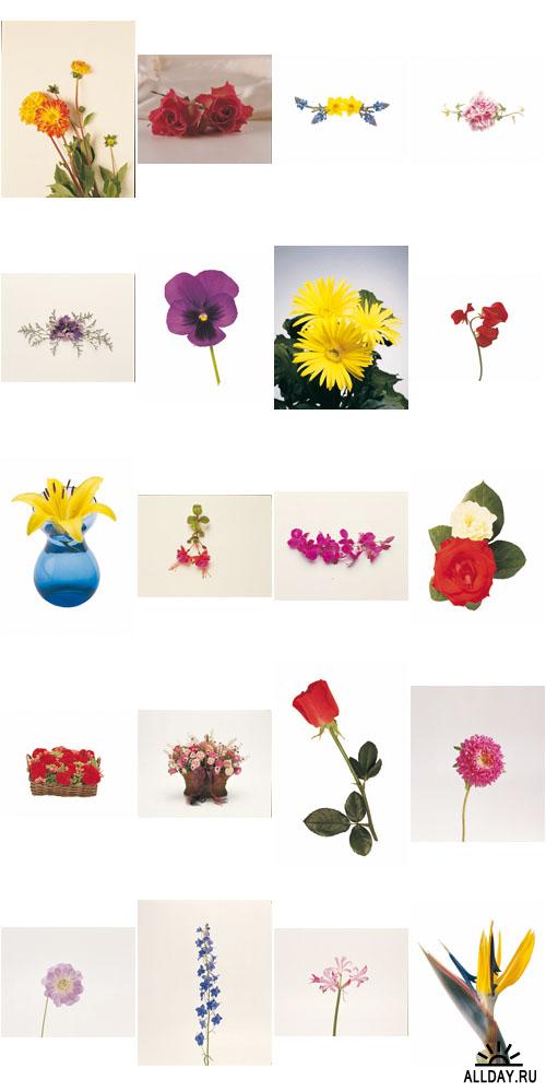 Digital Vision | DV027 | Floral Design Elements