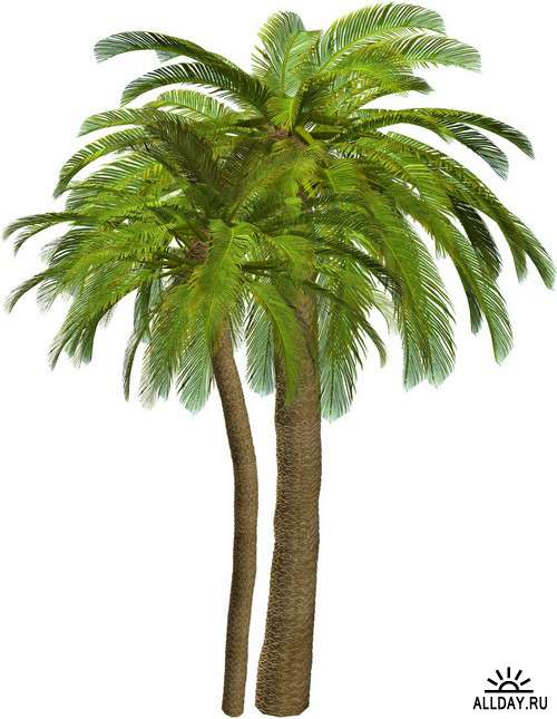 Southern tree - palm 2 | Южное дерево - пальма 2 - элементы для коллажей