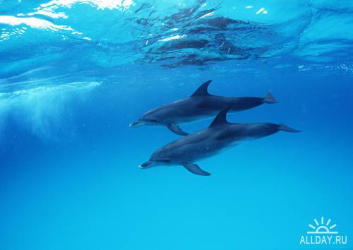 Colourful Wide-wallpapers - Dolphins, sharks and whales HQ