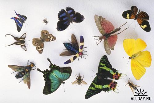 Растровые клипарты “Butterflies”