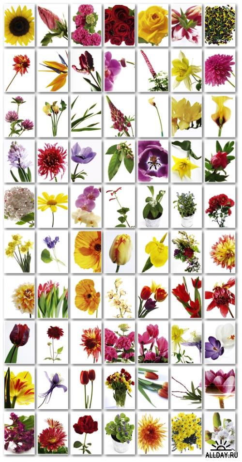 Stock Photo: Cutout Flowers