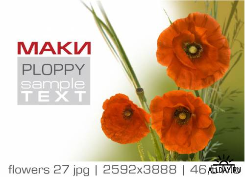 Flowers PLOPPY