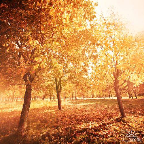 Stock Photo - Autumn Forest