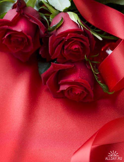 Прекрасные розы #3 - Растровый клипарт